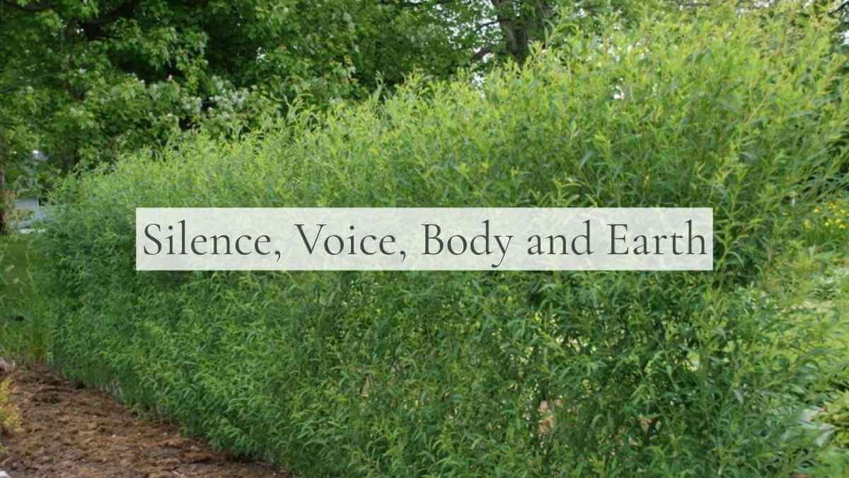 Silence, Voice, Body and Earth 2 Dense row of living willow trees in full green leaf, forming a tall hedge